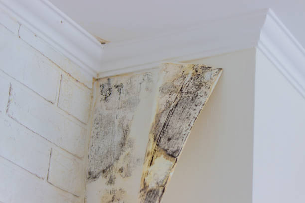 Environmental Consulting for Mold Prevention in Oakland, PA